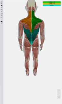 3D人体模型截图