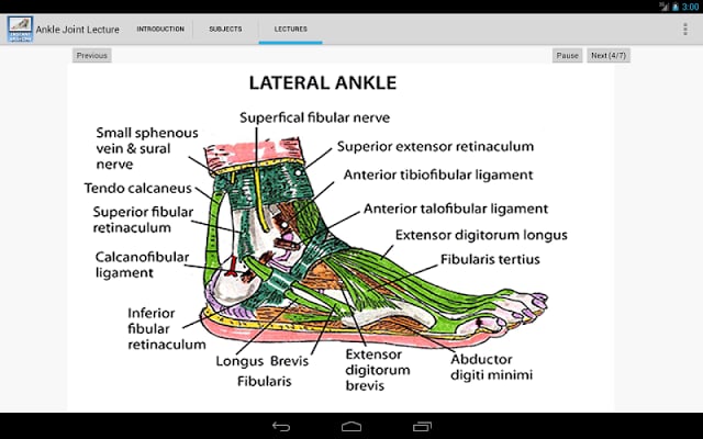 踝关节的解剖结构截图2