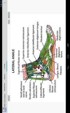 踝关节的解剖结构截图