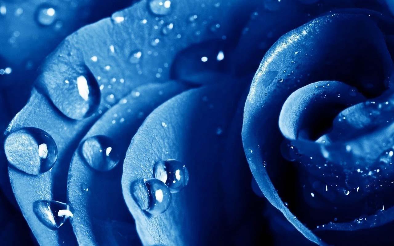 Water Drops Rose截图2