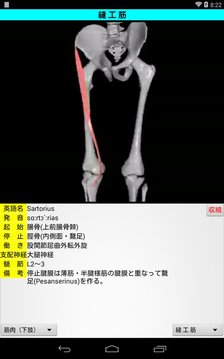 3D解剖学Lite截图