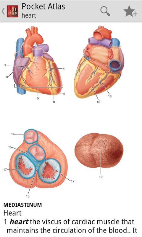 Pocket Atlas of Anatomy TR截图5