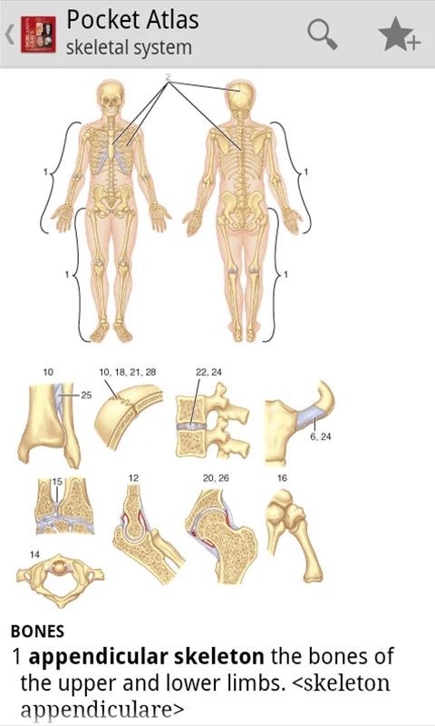 Pocket Atlas of Anatomy TR截图8
