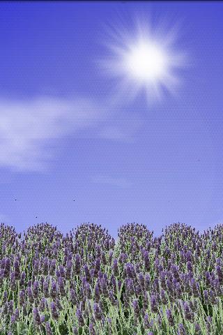 薰衣草壁纸 Lavender Field FREE截图1