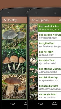 Mushrooms FREE截图