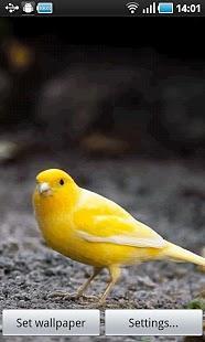 Yellow Bird截图1