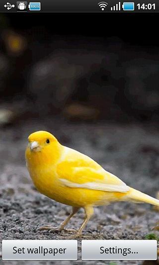 Yellow Bird截图4