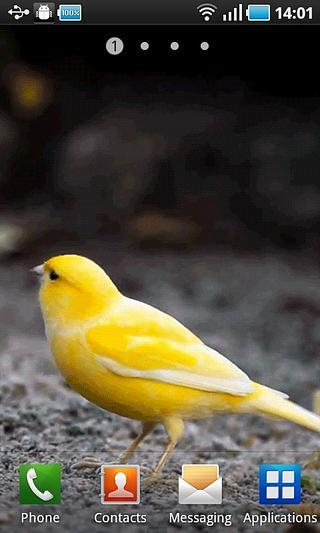 Yellow Bird截图3