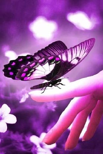 HD Dream Butterfly截图5