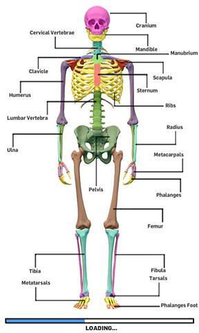 骨骼解剖游戏截图5
