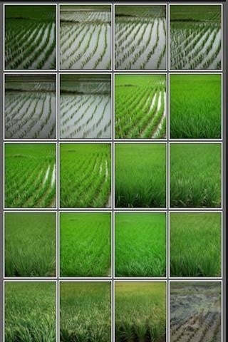 稻田图片 Rice Field截图4