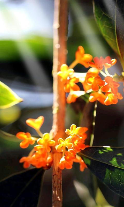 飘香桂花-绿豆动态壁纸截图1