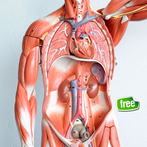 人體解剖學截图5