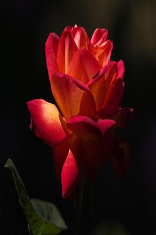 玫瑰靓相 Roses Cool Photo截图1