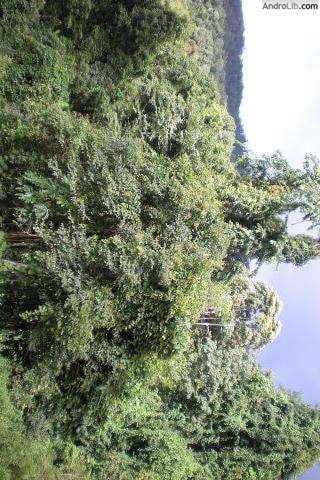 热带雨林照片截图3