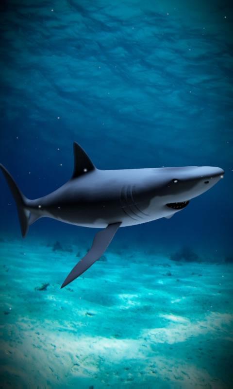 Shark attack lwp Free截图4