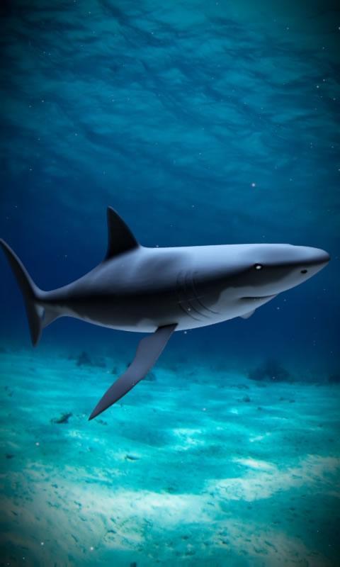 Shark attack lwp Free截图5