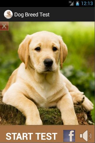 Which Dog Breed fits your Home截图1