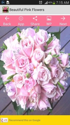 Beautiful Pink Flowers截图4