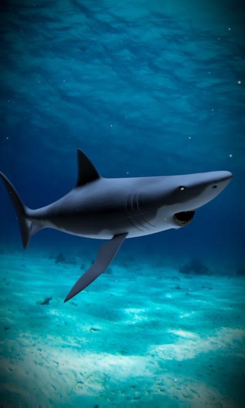 Shark attack lwp Free截图3