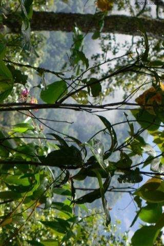 热带雨林照片截图4