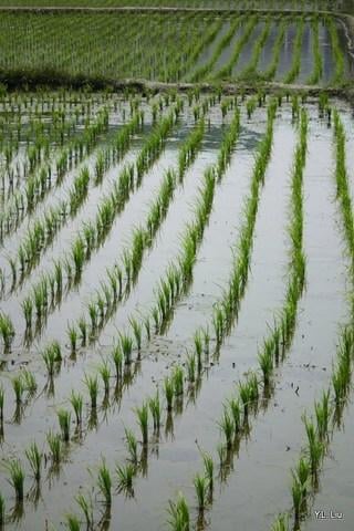 稻田图片 Rice Field截图1