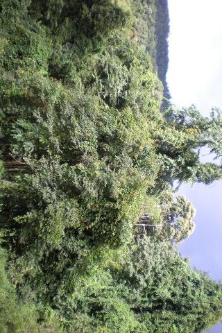 热带雨林照片截图1