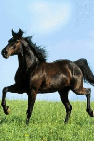 Horse in Motion Live Wallpaper截图2