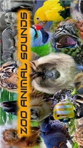 Zoo Animal Sounds截图4