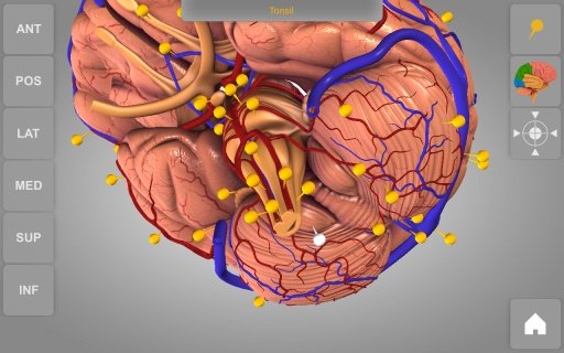 Brain 3D Anatomy Lite截图3