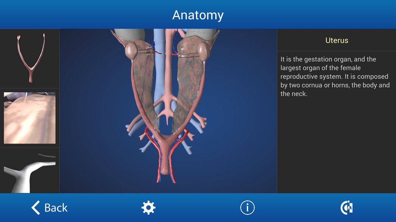 Ovariectomy in Dogs (Fre...截图1