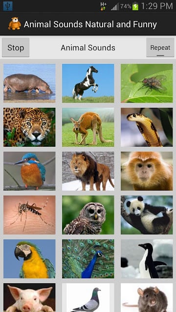 Funny Animal Sounds截图3