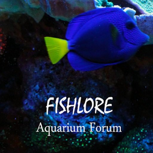Fish Lore Aquarium Forum截图4
