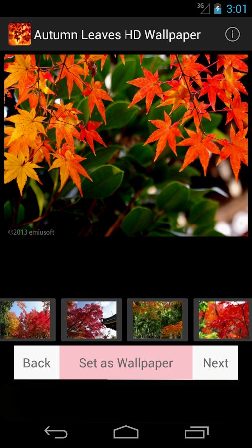 Autumn Leaves HD Wallpaper截图4