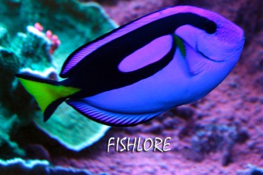 Fish Lore Aquarium Forum截图5
