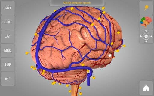 Brain 3D Anatomy Lite截图1