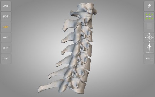 Skeletal System 3D Anatomy Lt截图2