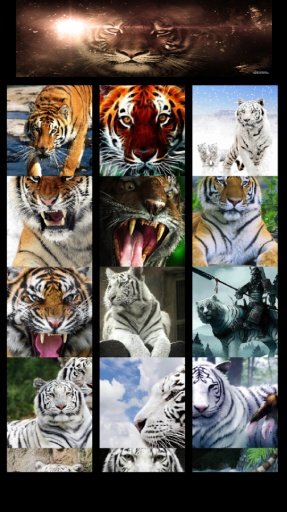 Tiger Wallaper截图1