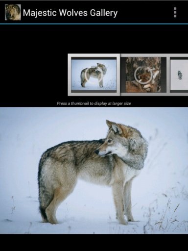 Majestic Wolves Gallery截图2