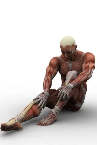 肌肉解剖自由。截图2