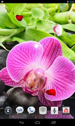 Beautiful Orchids LWP截图1