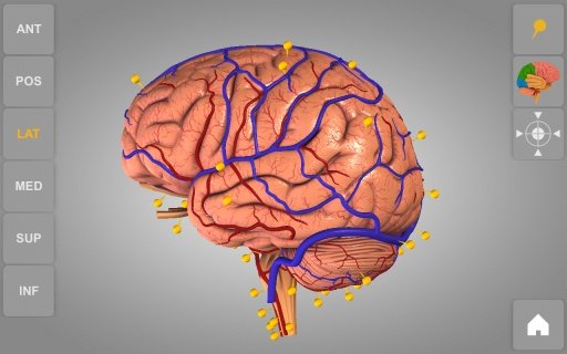 Brain 3D Anatomy Lite截图5