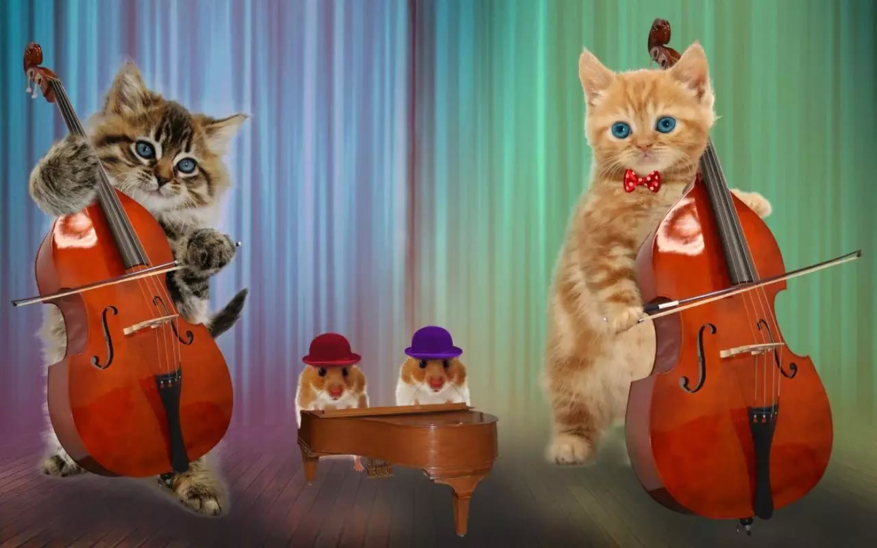 Включи видео песни кота. Музыкальный кот. Кот с музыкальным инструментом. Котик музыкант. Музыкальный котенок.