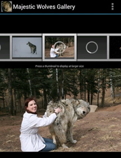 Majestic Wolves Gallery截图5