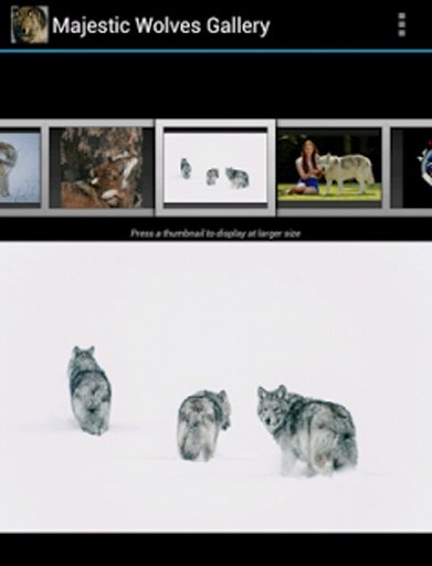 Majestic Wolves Gallery截图7