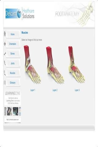 足部解剖截图3