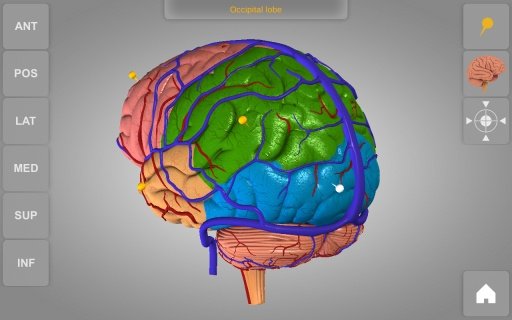 Brain 3D Anatomy Lite截图4