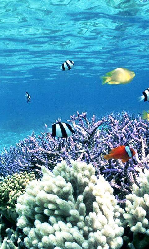 Best Underwater Wallpape...截图3