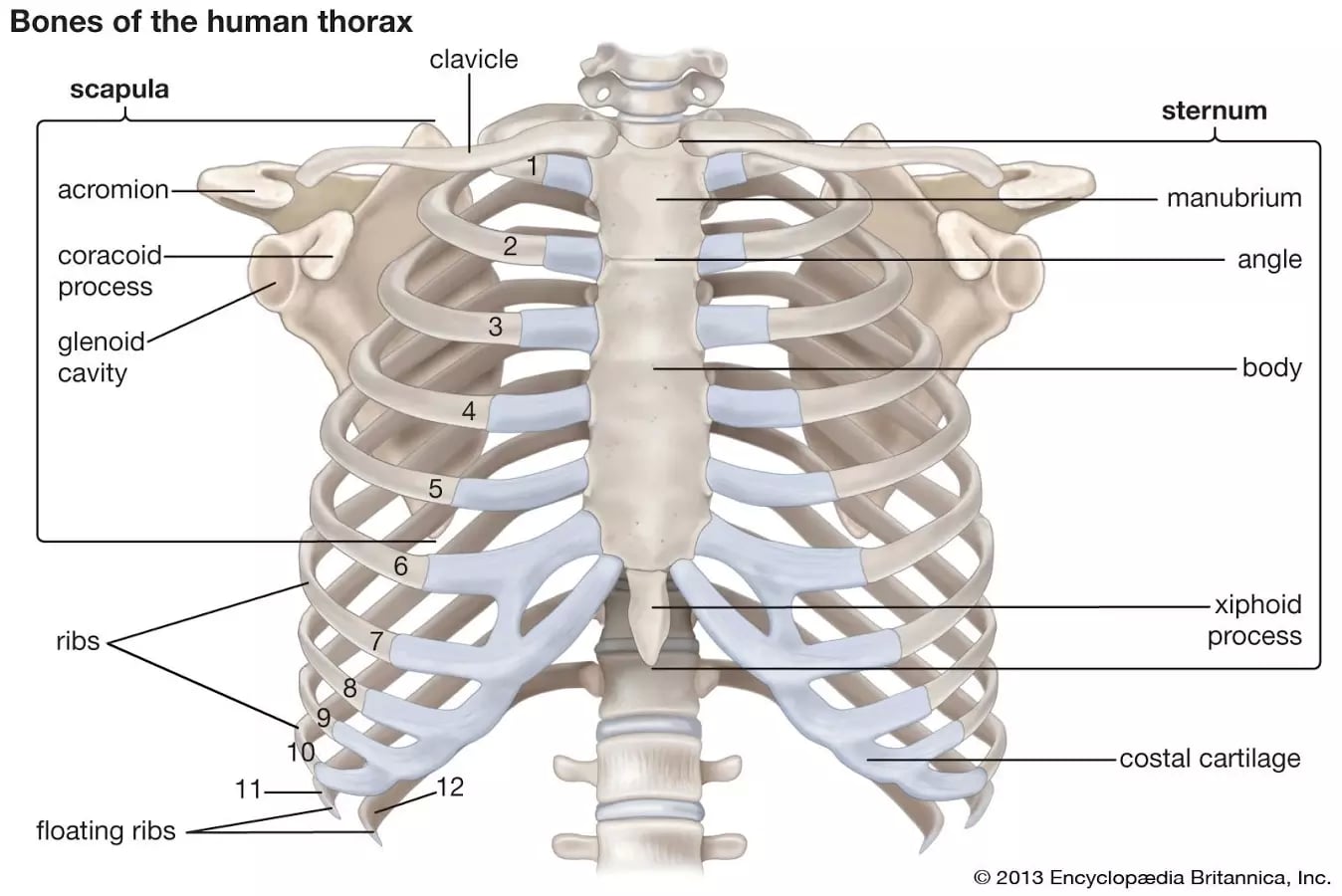 Human Anatomy Atlas Free截图4