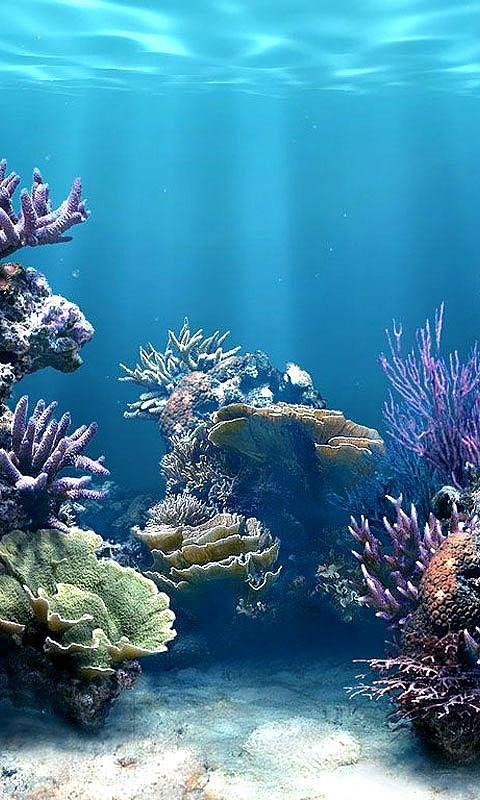 Coral Reefs HD Live Wall...截图2